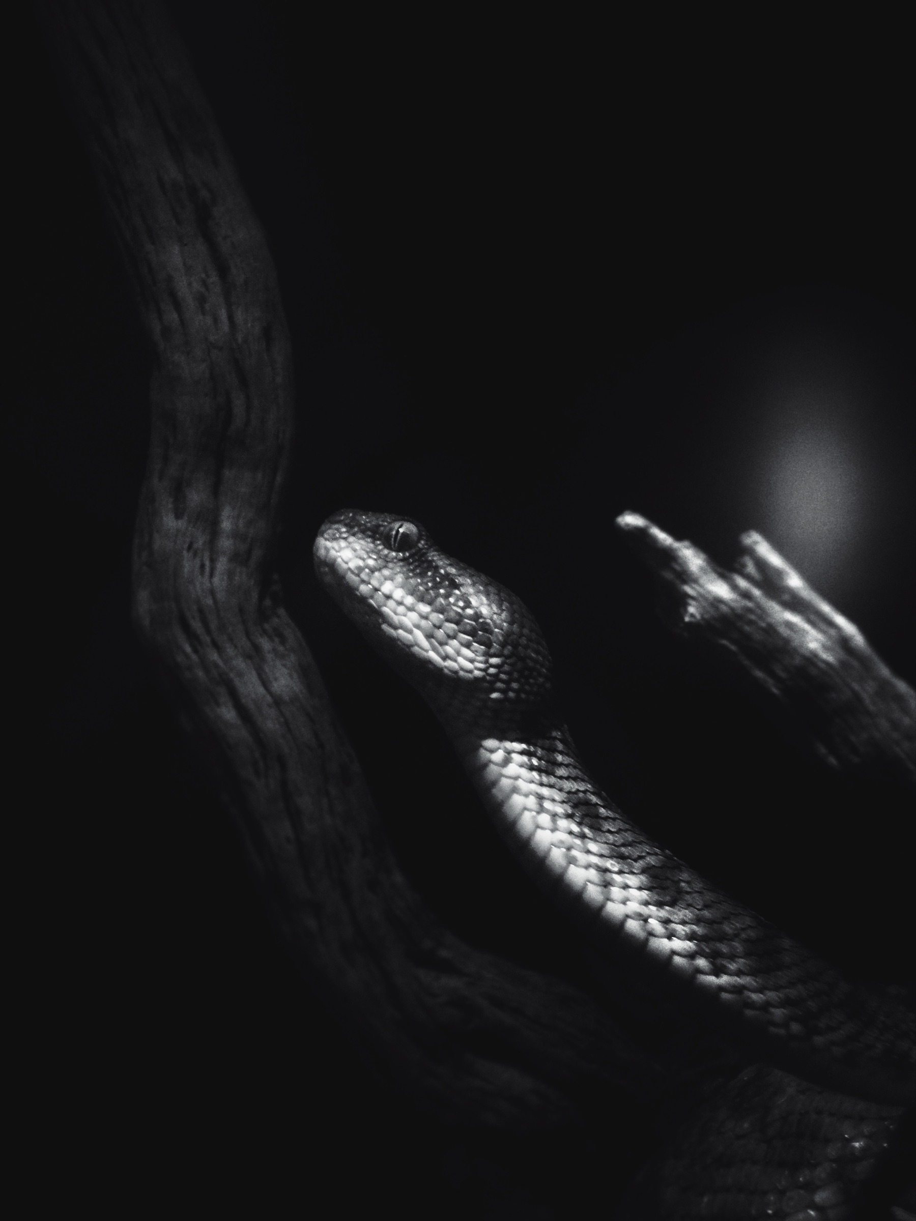 Fine art macro portrait of a snake on a branch, black and white